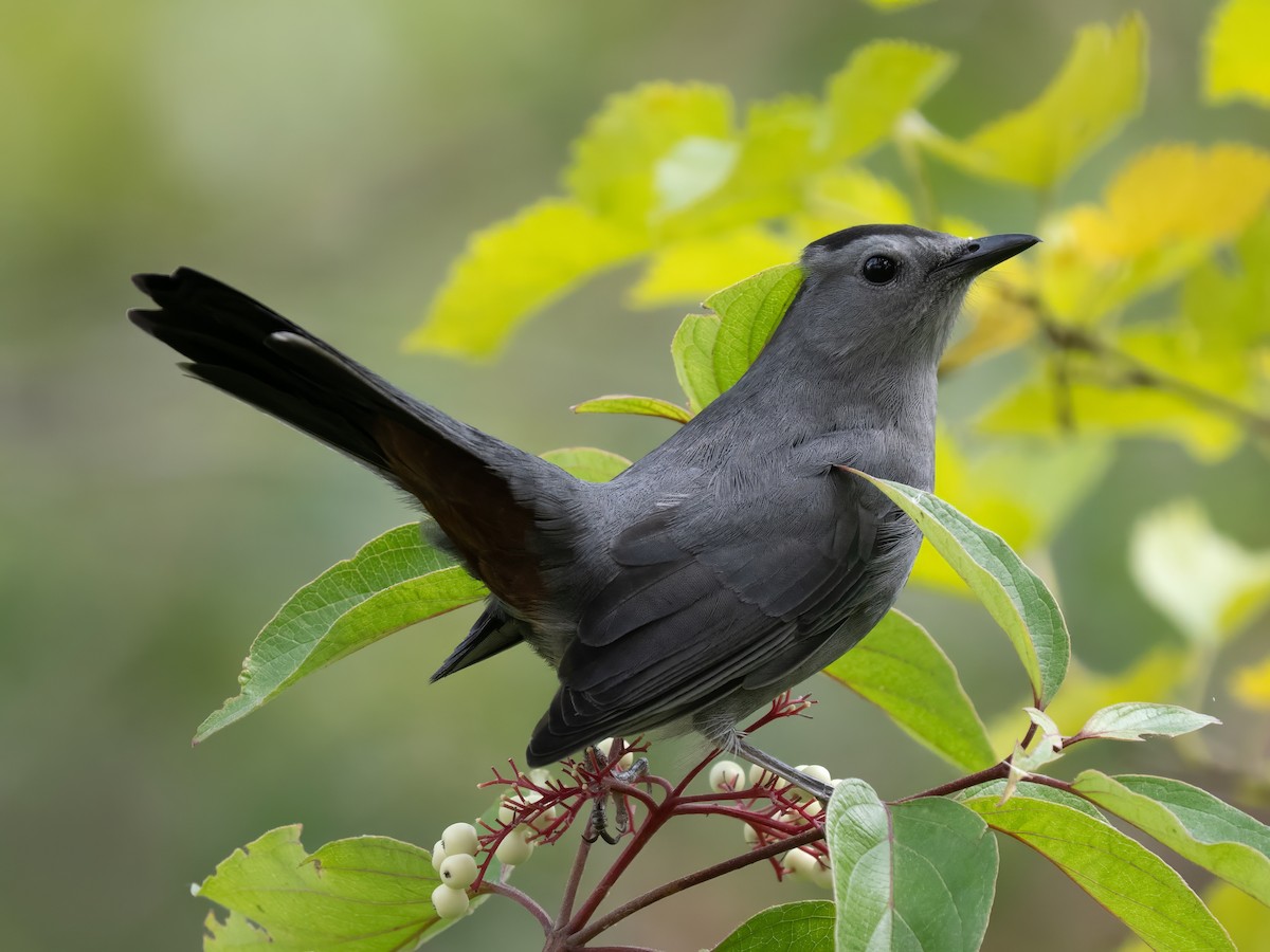 Gray Catbird - ML642353039