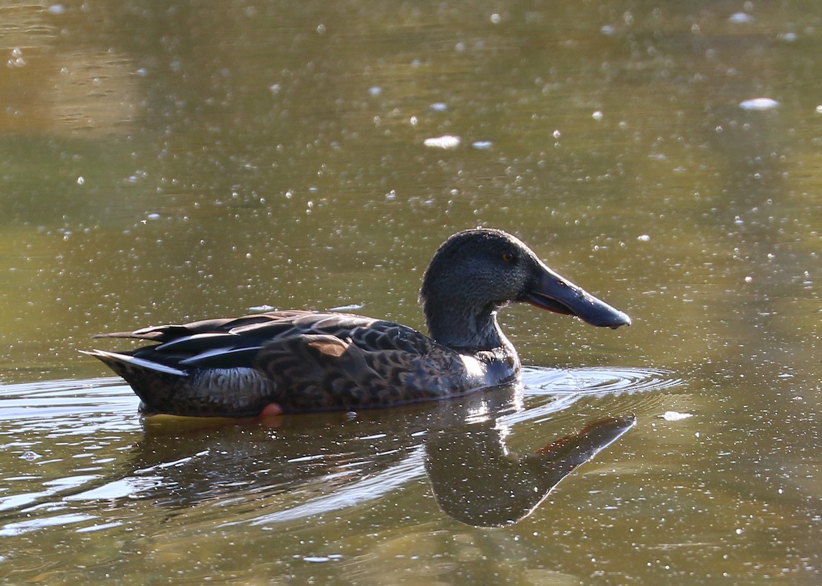 Canard souchet - ML642353043