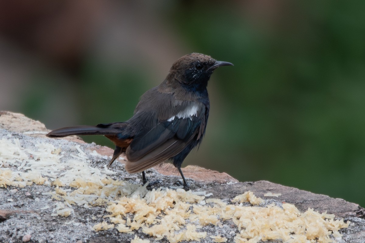 Indian Robin - ML642353049