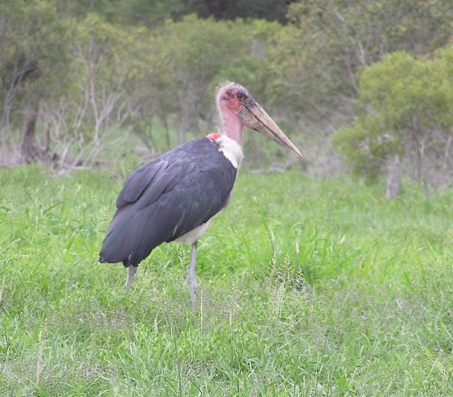 Marabou Stork - ML642353057
