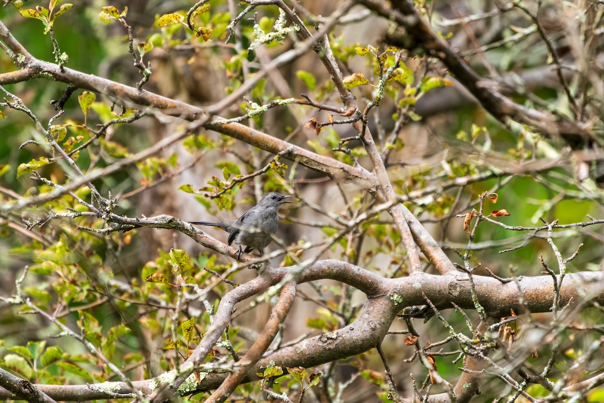 Gray Catbird - ML642353062