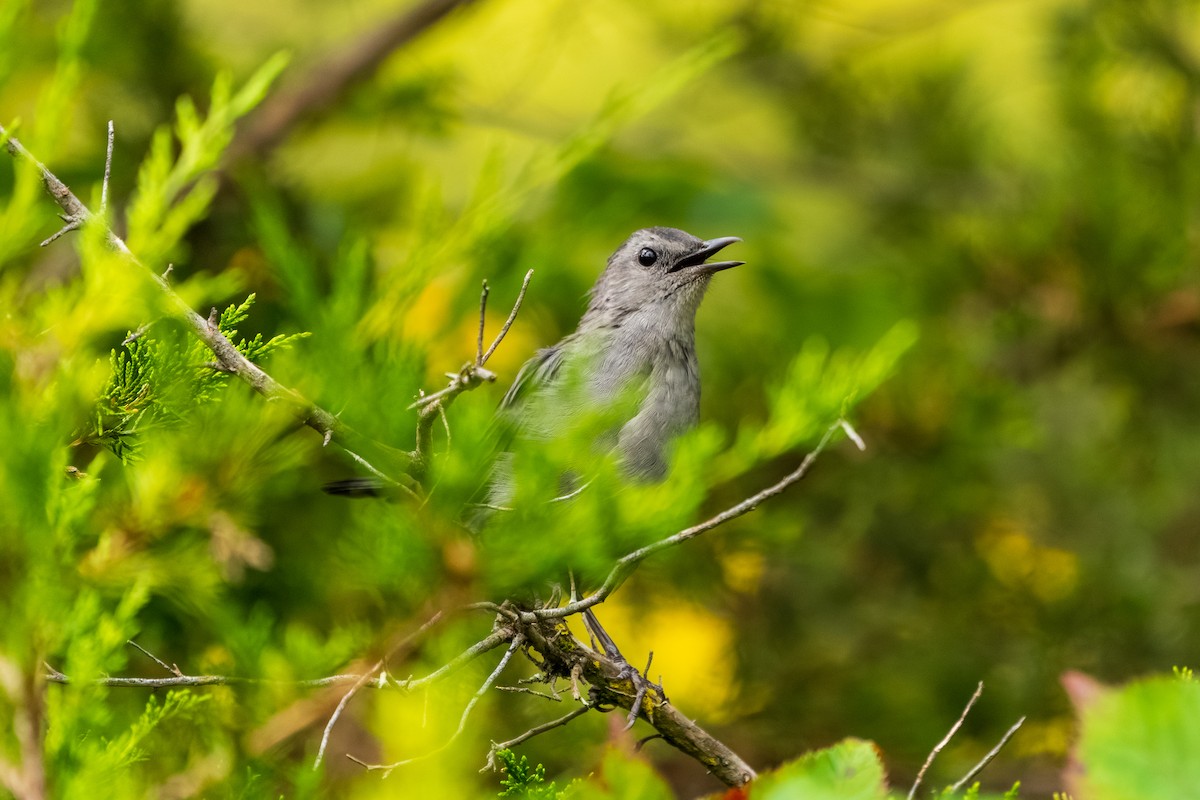 Gray Catbird - ML642353064