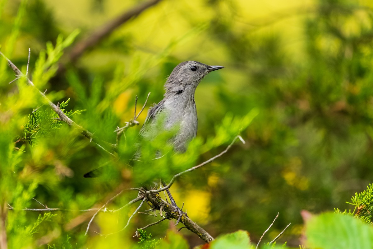 Gray Catbird - ML642353065