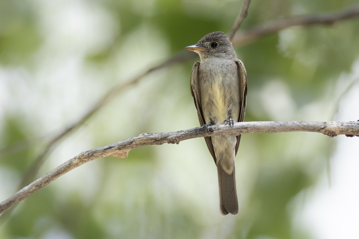 Western Wood-Pewee - ML642353066