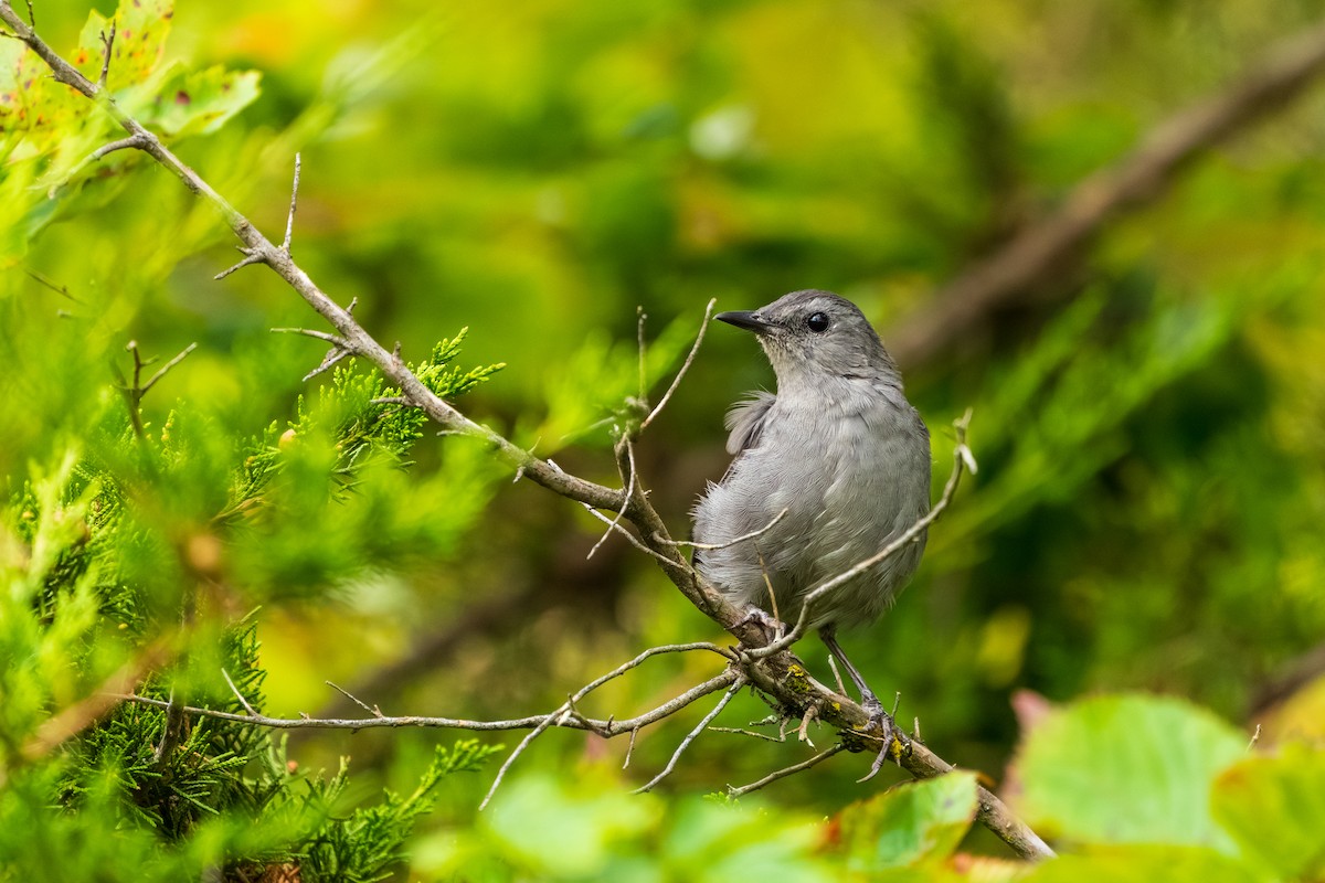 Gray Catbird - ML642353067