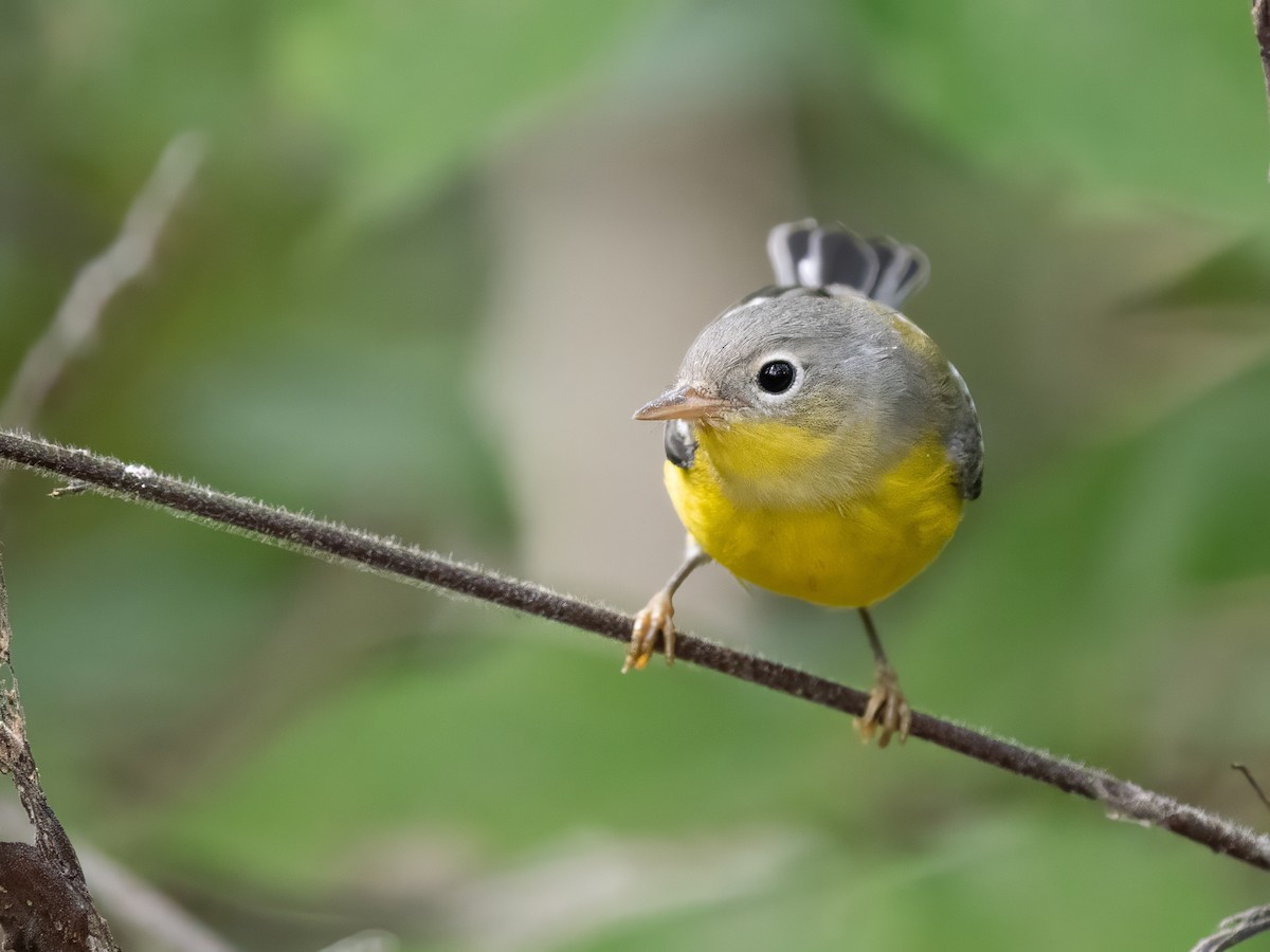 Magnolia Warbler - ML642353068