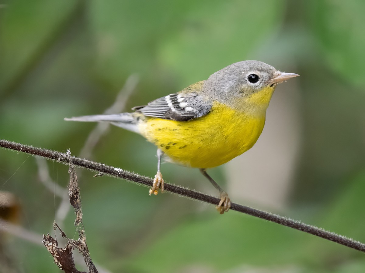 Magnolia Warbler - ML642353069