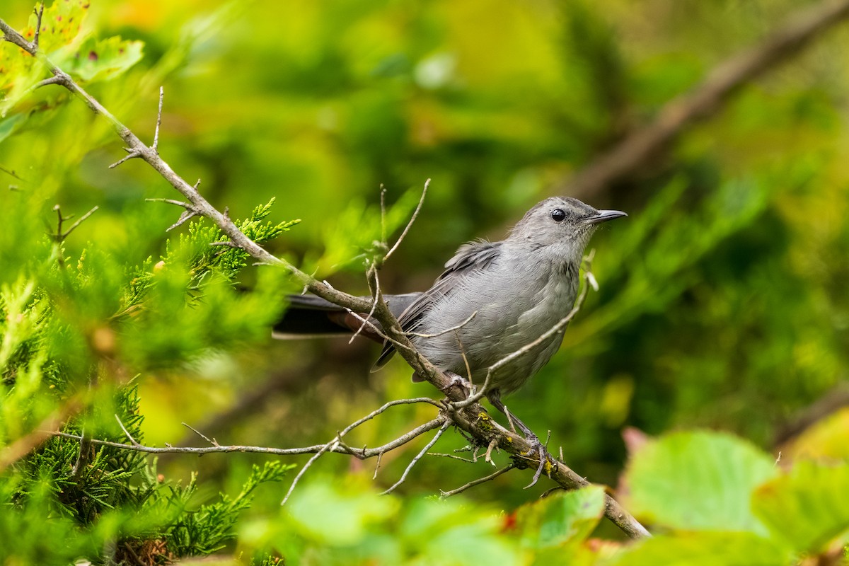 Gray Catbird - ML642353070