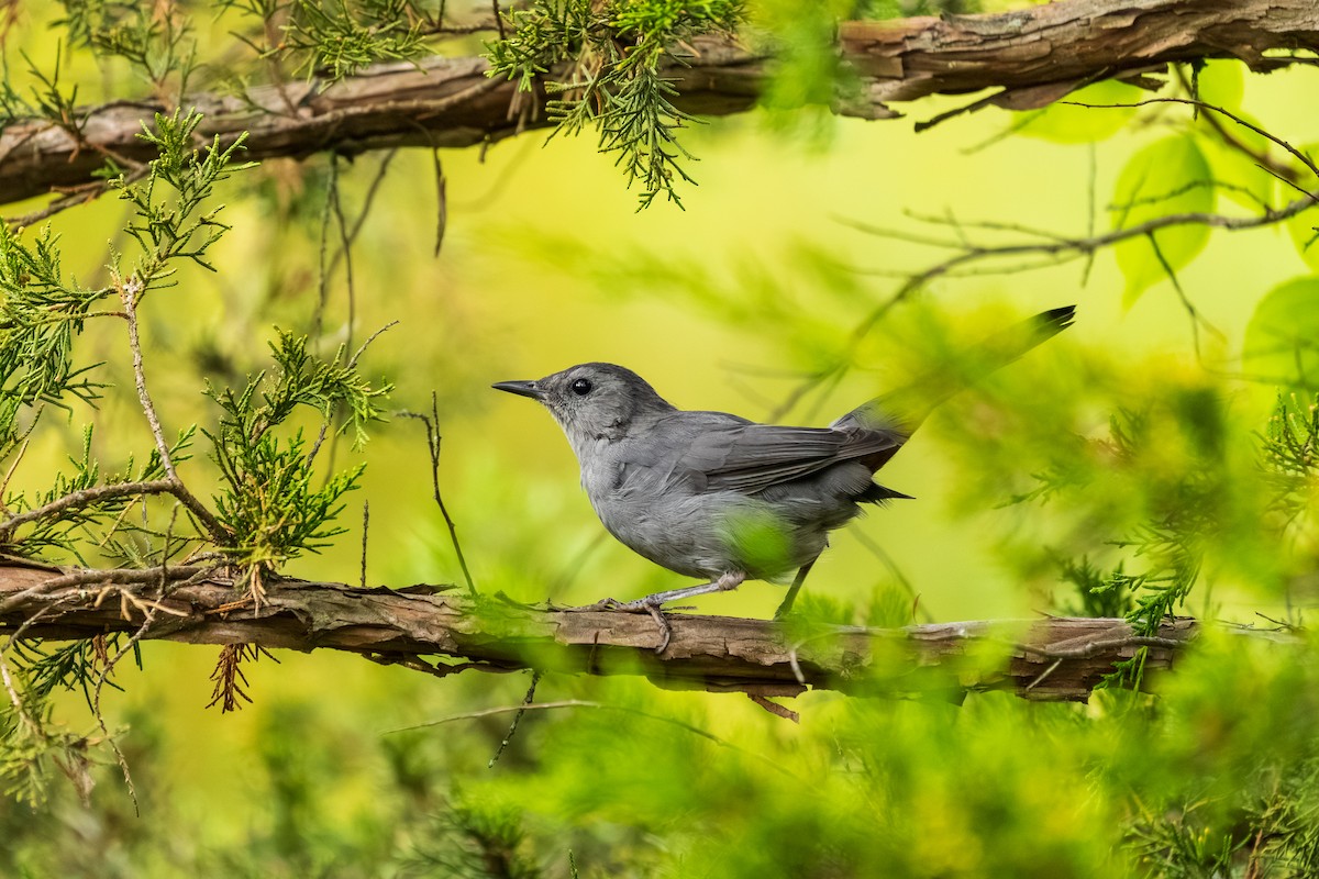 Gray Catbird - ML642353071