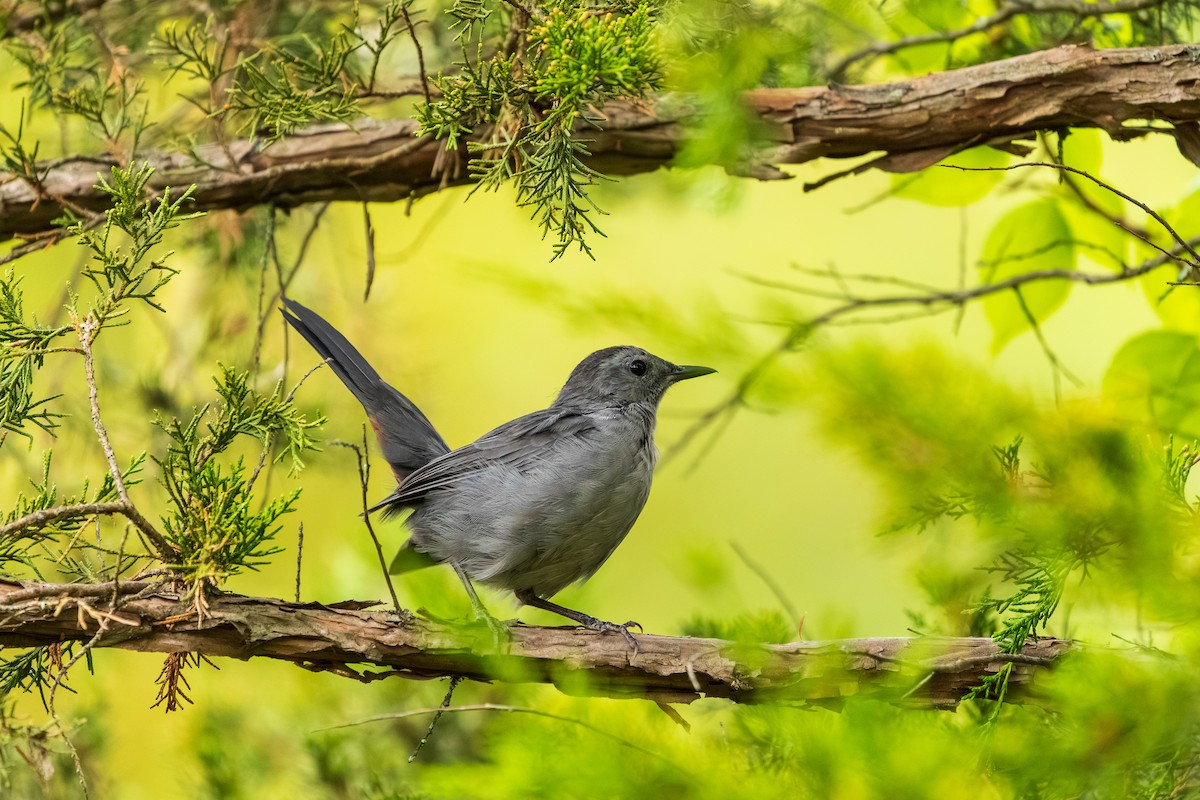 Gray Catbird - ML642353072