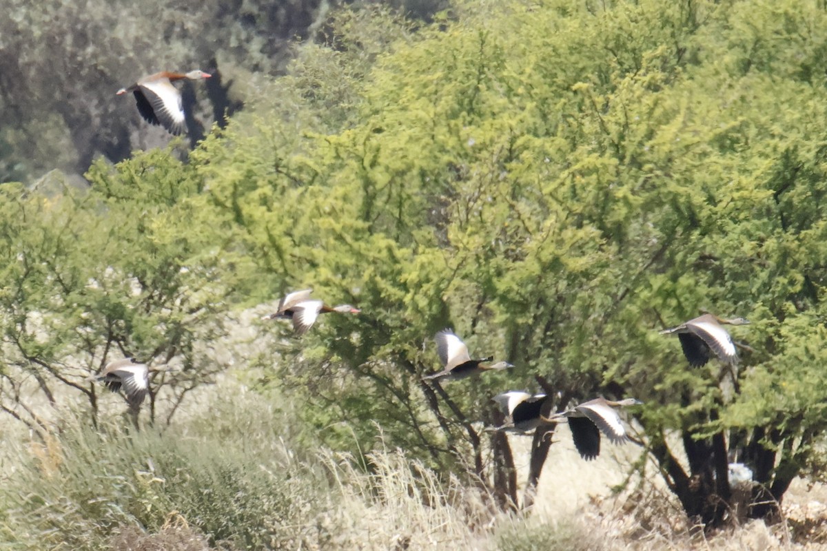 Black-bellied Whistling-Duck - ML642353074