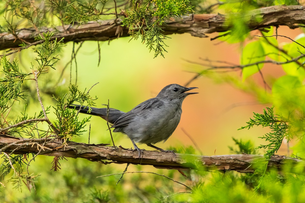 Gray Catbird - ML642353075