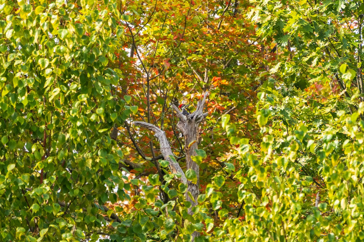 Pileated Woodpecker - ML642353078