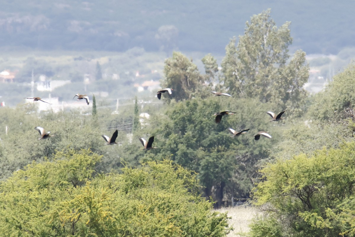 Black-bellied Whistling-Duck - ML642353079