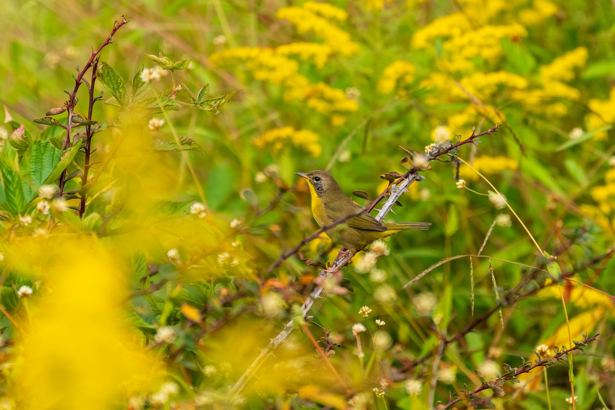 Common Yellowthroat - ML642353087