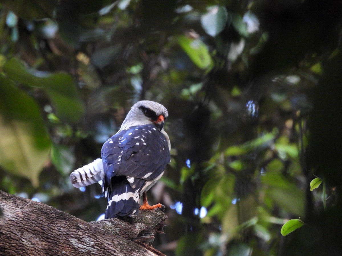 Black-faced Hawk - ML642353094