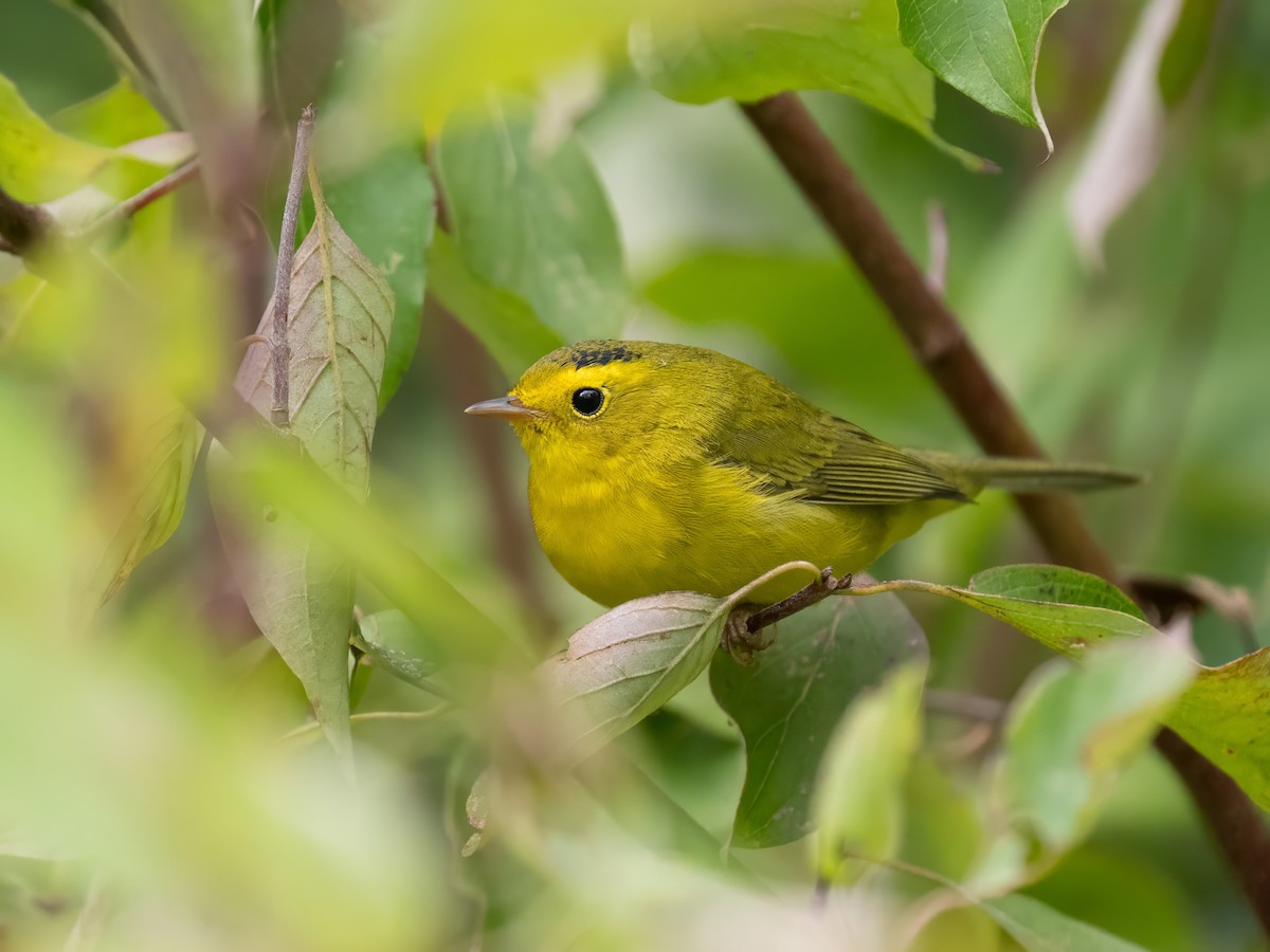 Wilson's Warbler - ML642353095