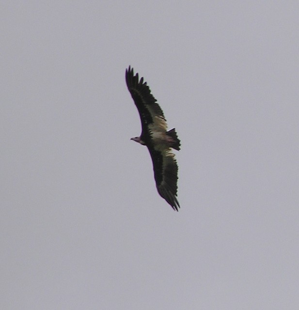White-headed Vulture - ML642353127