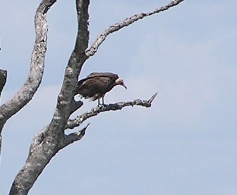 Hooded Vulture - ML642353132
