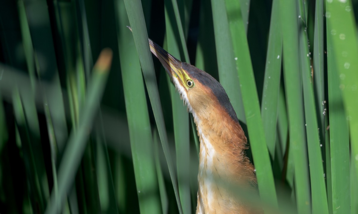 Least Bittern - ML642353133