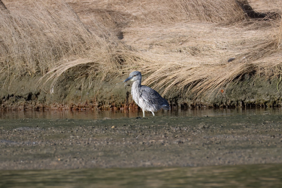 Yellow-crowned Night Heron - ML642353134