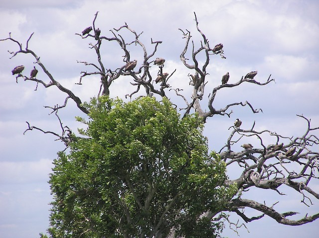 White-backed Vulture - ML642353140