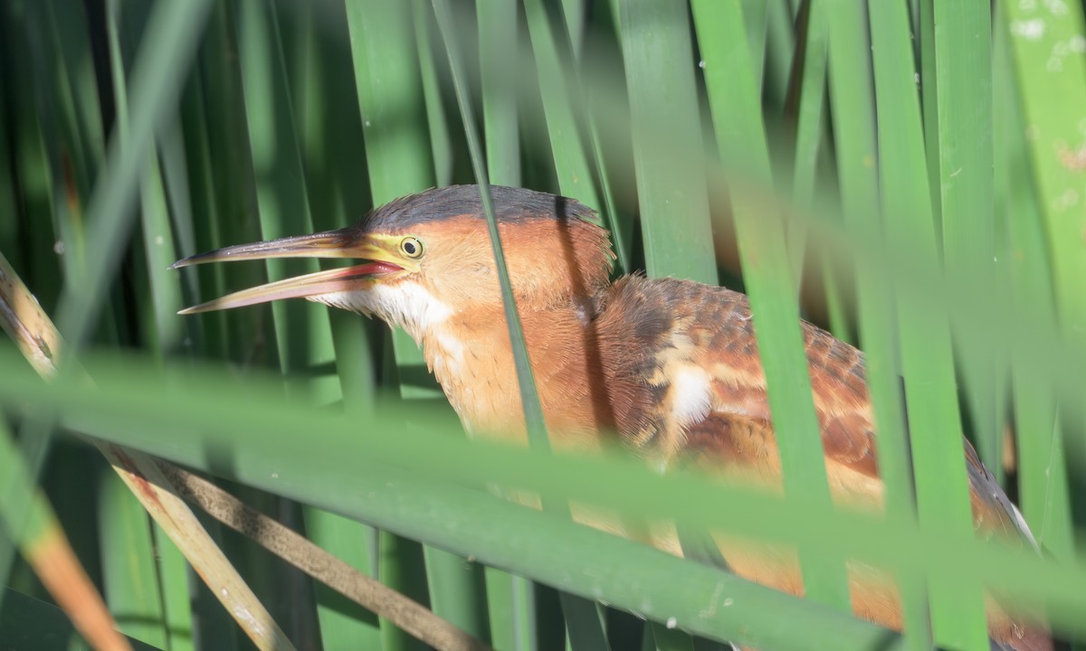 Least Bittern - ML642353145