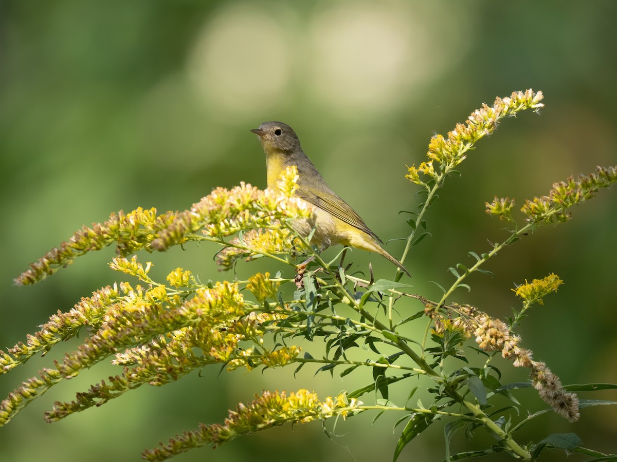 Nashville Warbler - ML642353147