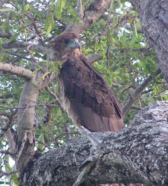 Bateleur - ML642353178