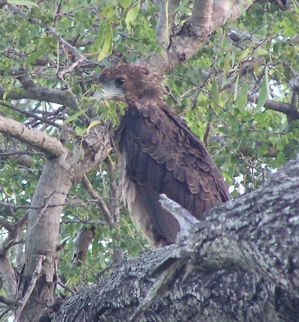 Bateleur - ML642353182