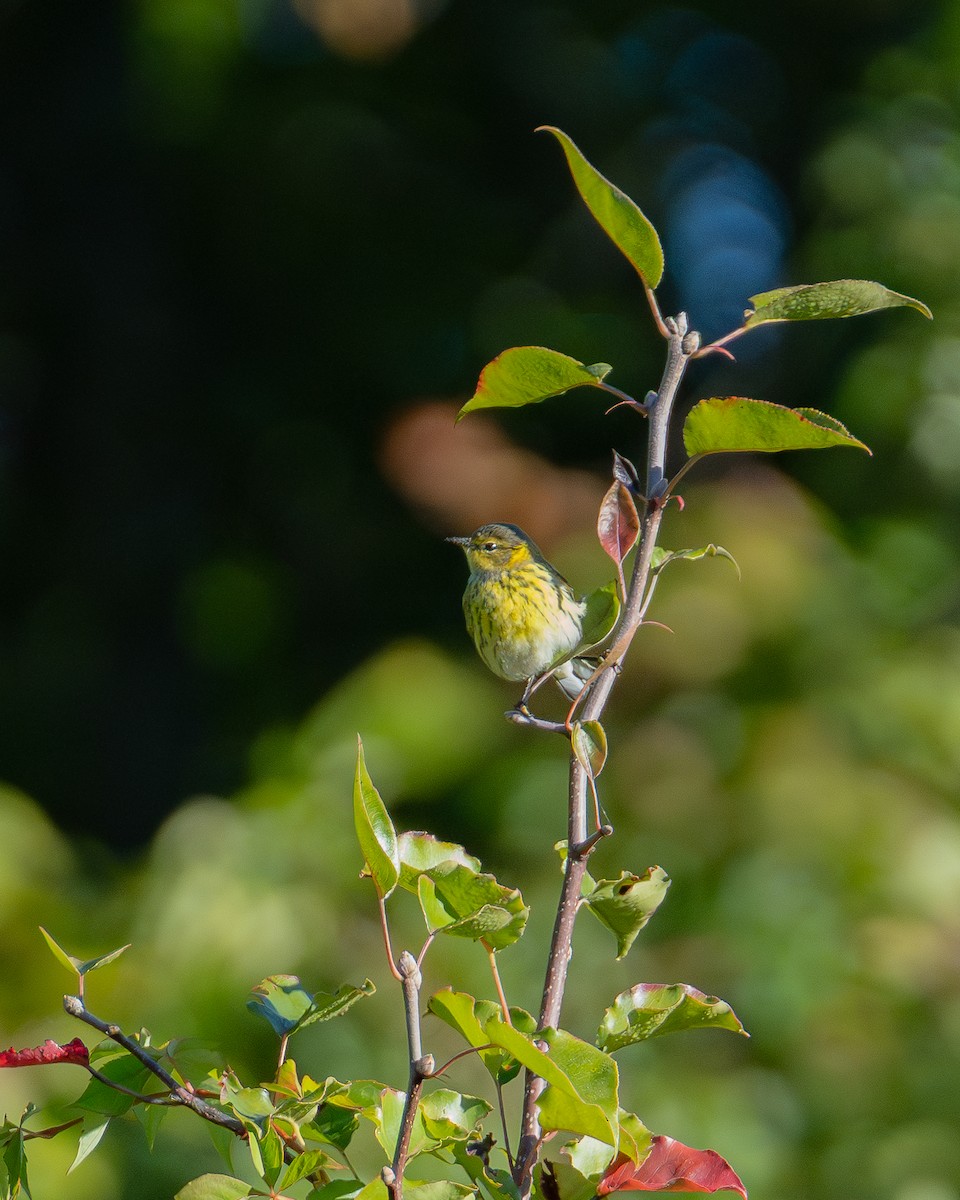 Cape May Warbler - ML642353192