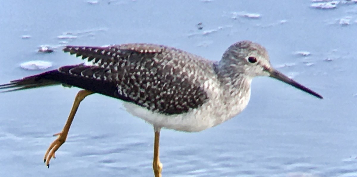Greater Yellowlegs - ML642353197