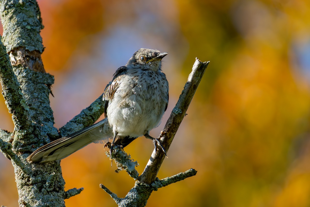 Northern Mockingbird - ML642353201
