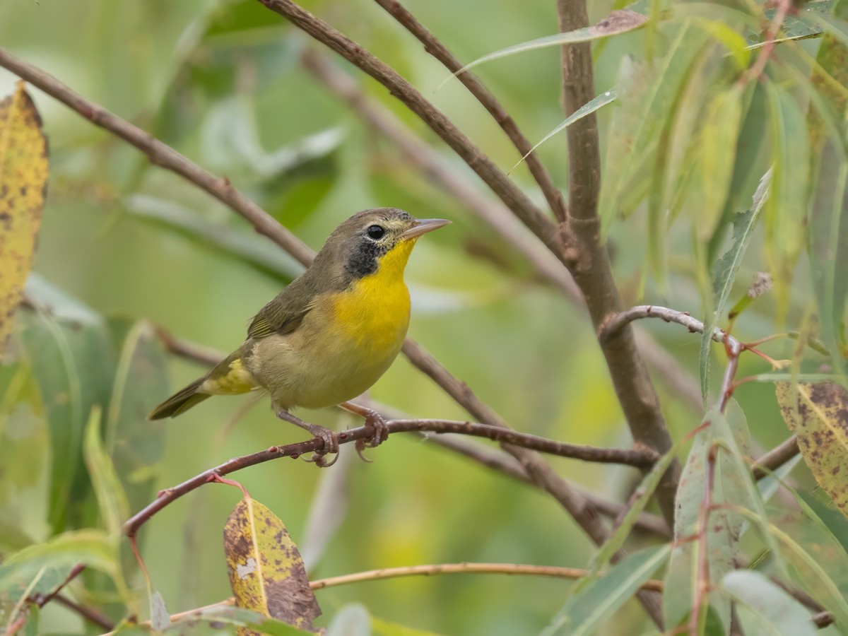 Common Yellowthroat - ML642353210