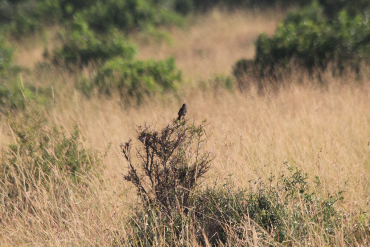 Northern Anteater-Chat - ML642353214