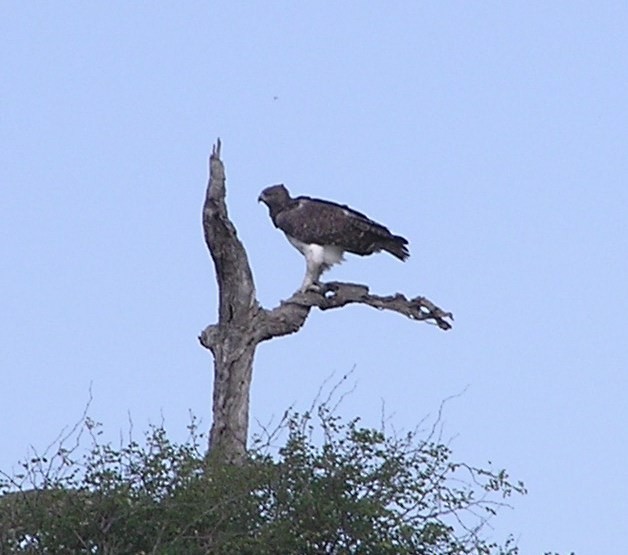 Martial Eagle - ML642353217