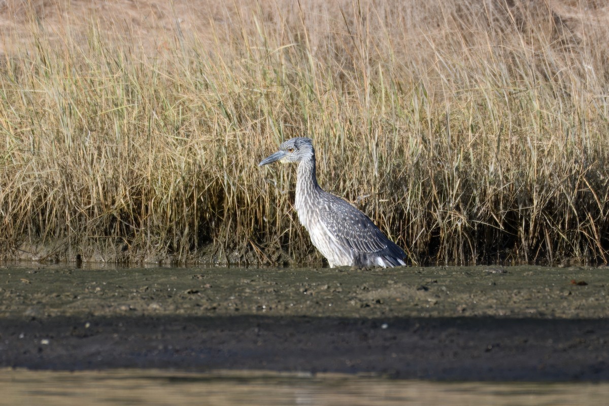 Yellow-crowned Night Heron - ML642353229