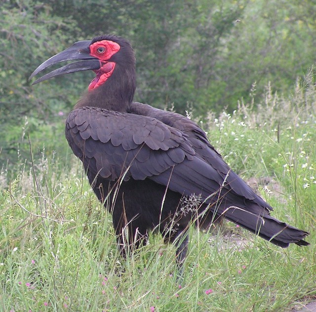 Southern Ground-Hornbill - ML642353240