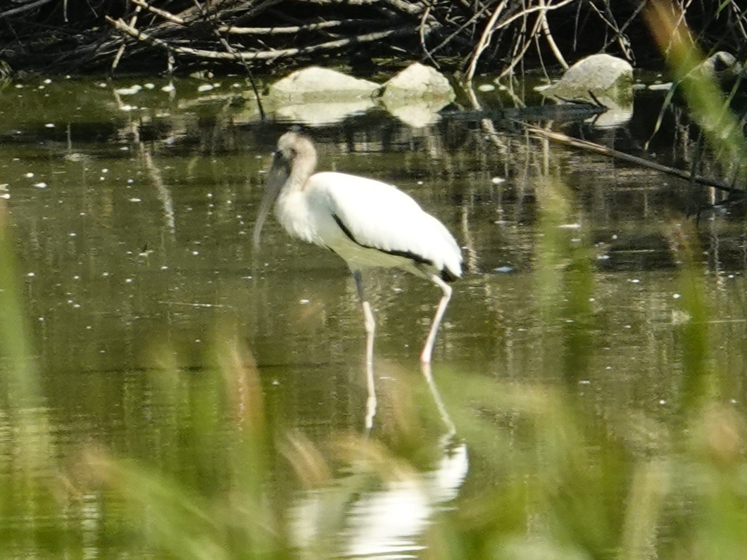 Wood Stork - ML642353278