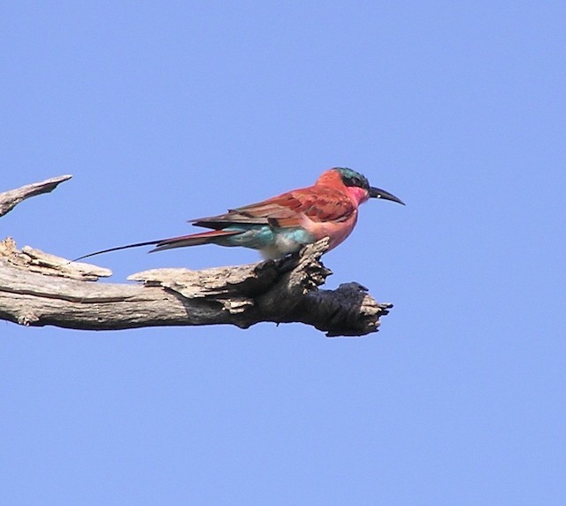 Southern Carmine Bee-eater - ML642353283
