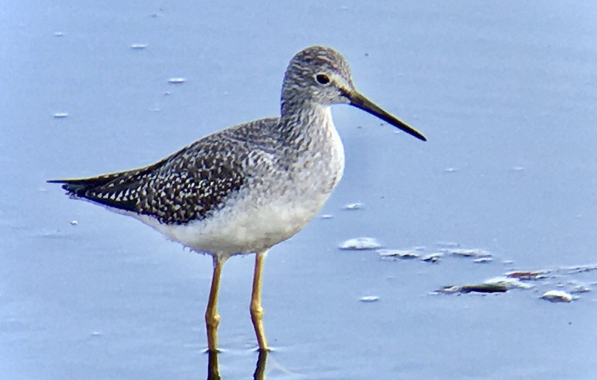 Greater Yellowlegs - ML642353289