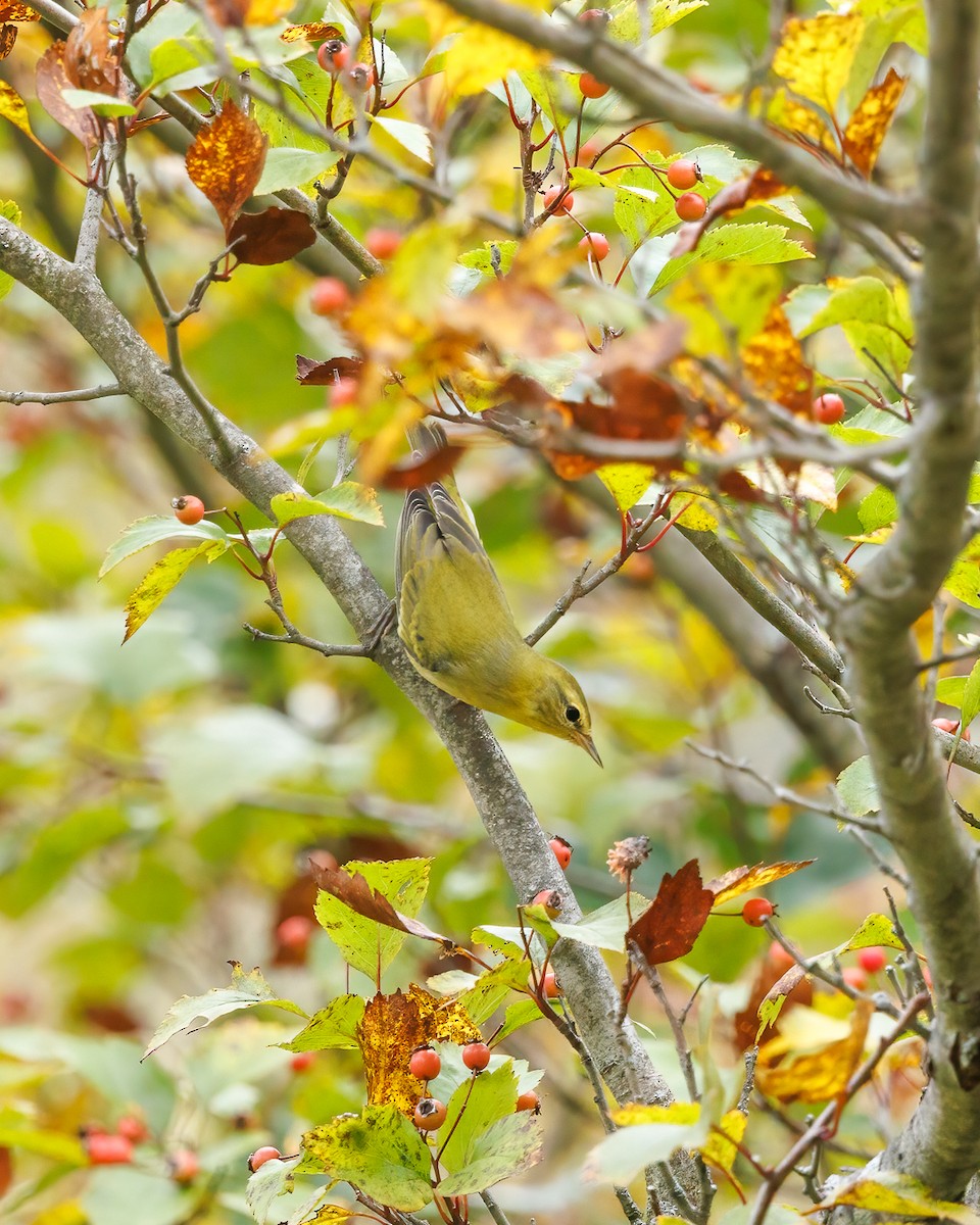 Tennessee Warbler - ML642353302