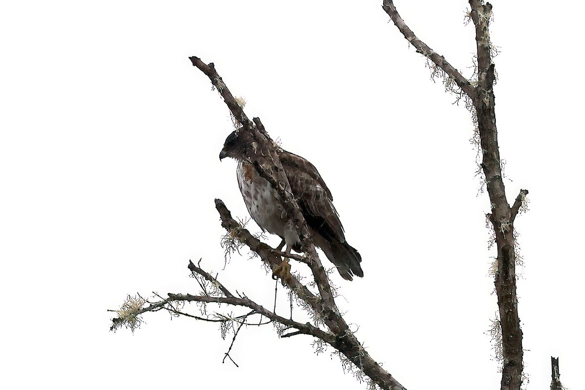Hawaiian Hawk - ML642353315