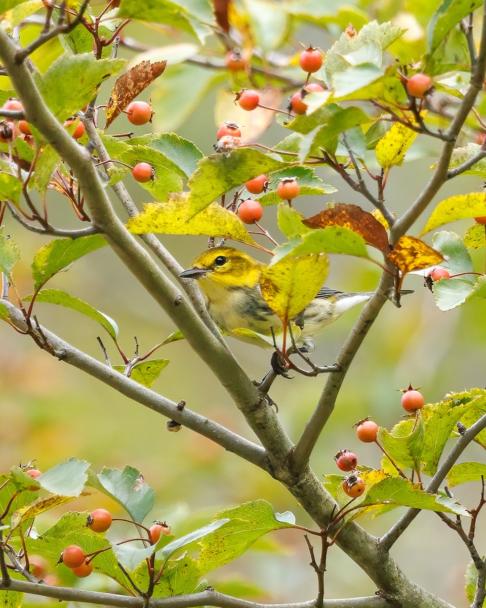 Black-throated Green Warbler - ML642353316