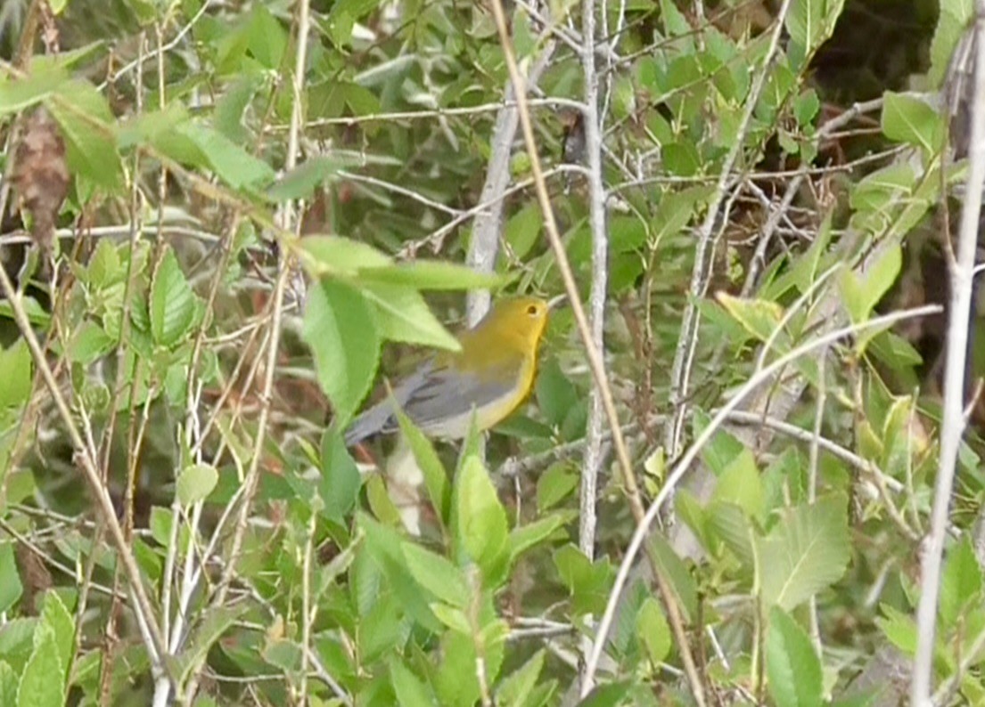 Prothonotary Warbler - ML642353317