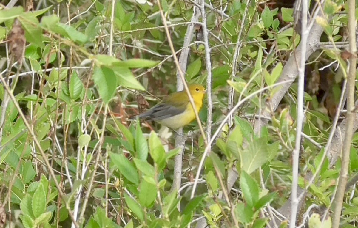 Prothonotary Warbler - ML642353318