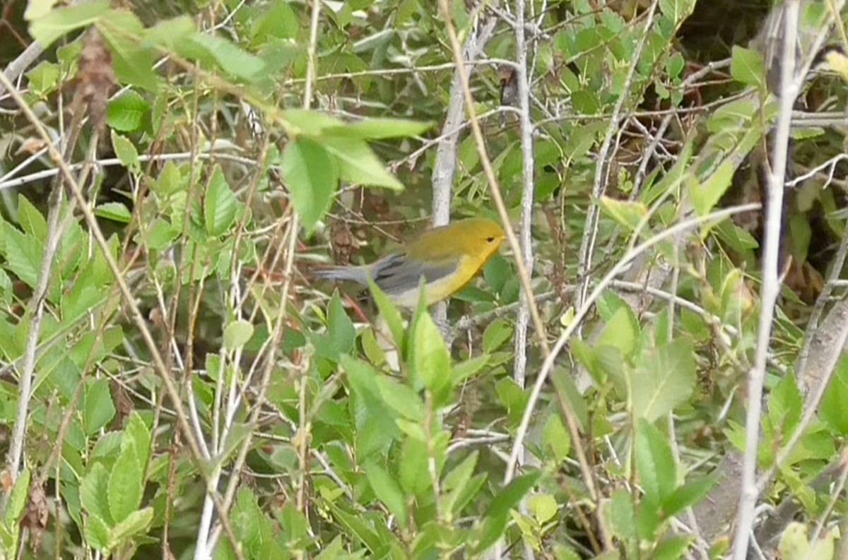 Prothonotary Warbler - ML642353319