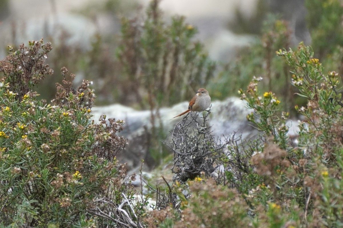 Rusty-fronted Canastero - ML642353322
