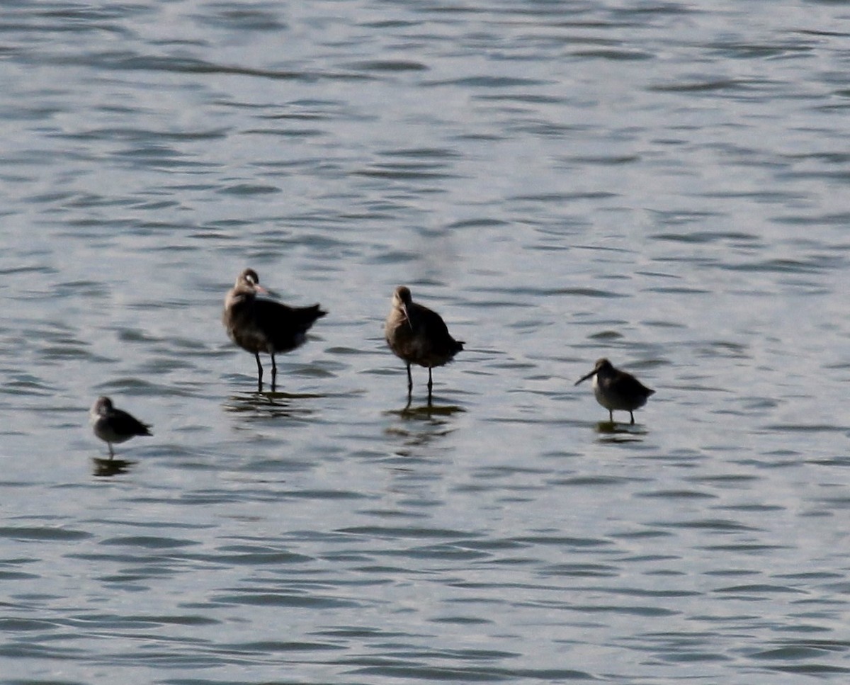 Hudsonian Godwit - ML642353323
