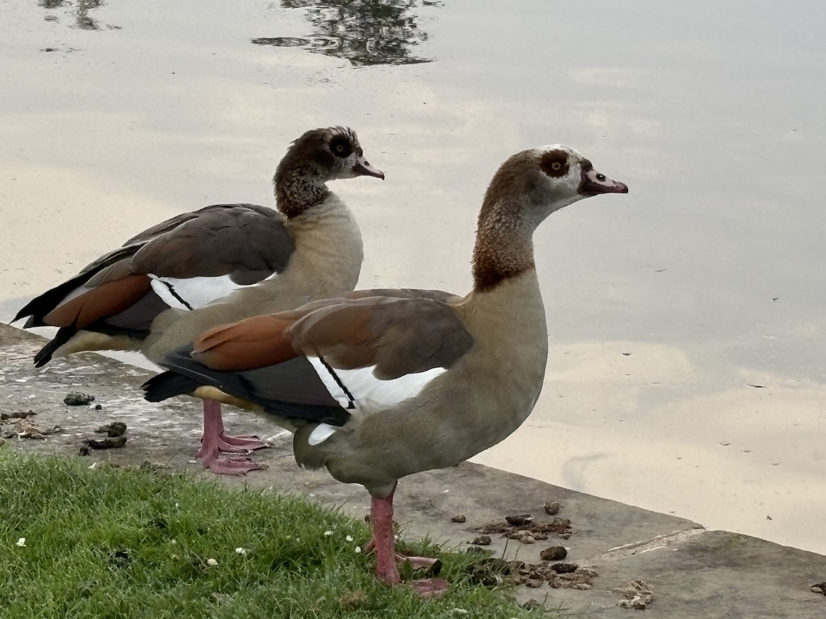 Egyptian Goose - ML642353345